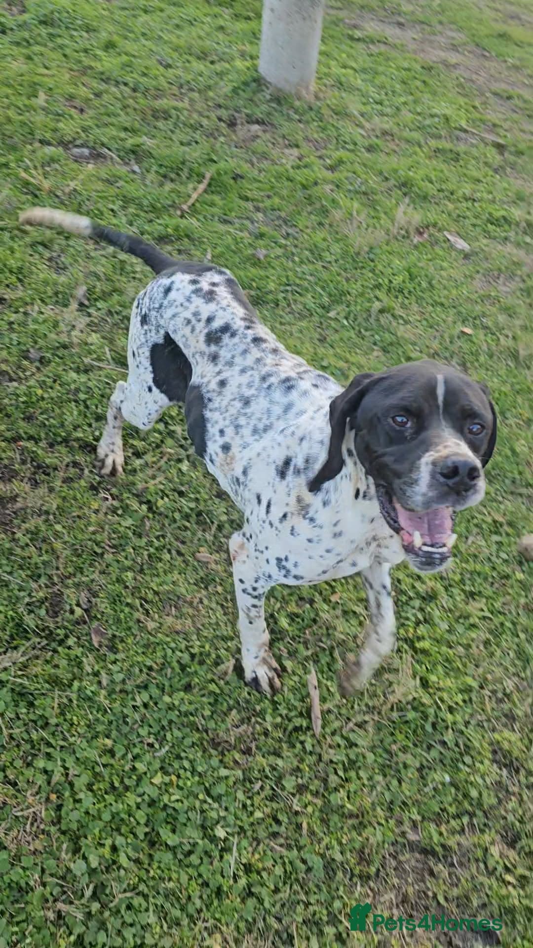 Santos — Pointer
