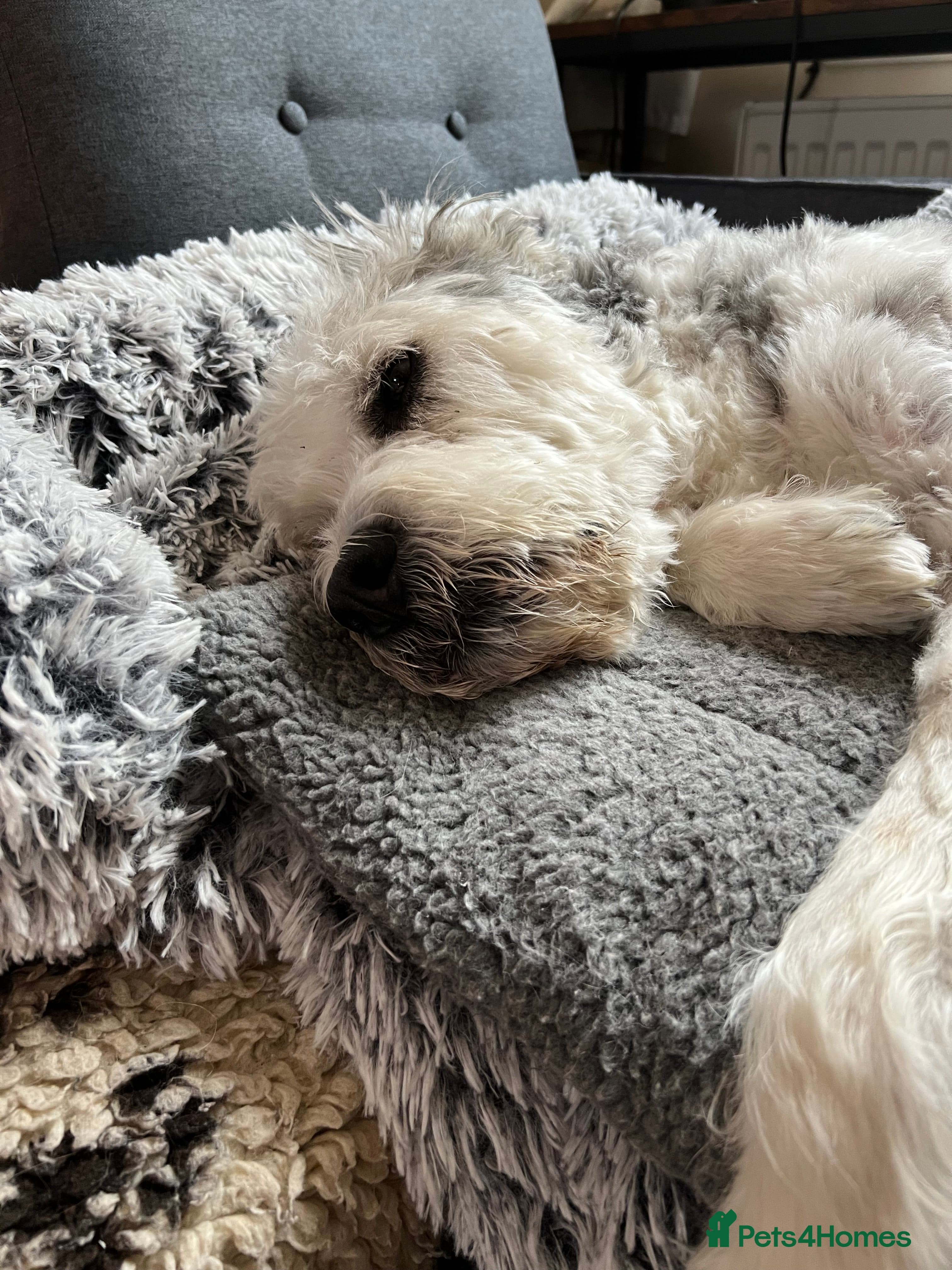 Teddy photo 35