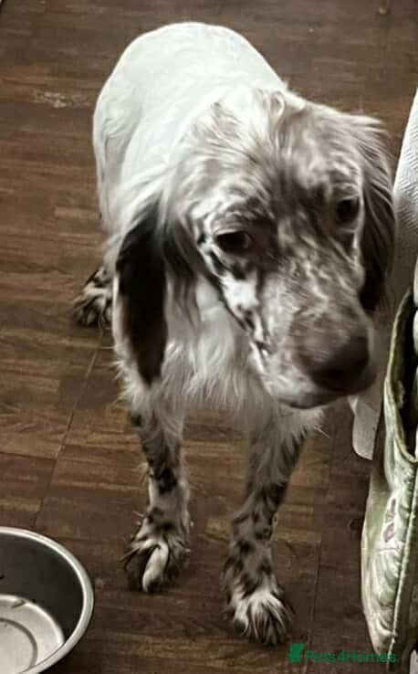 Alfie photo 10