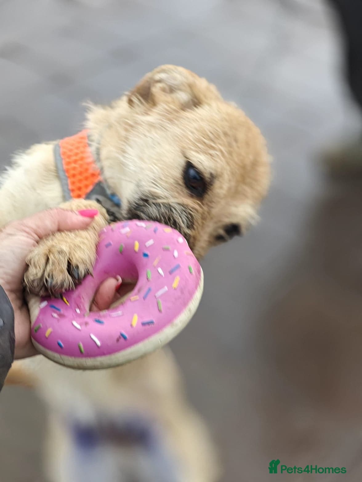 ️🐶 bekki photo 9