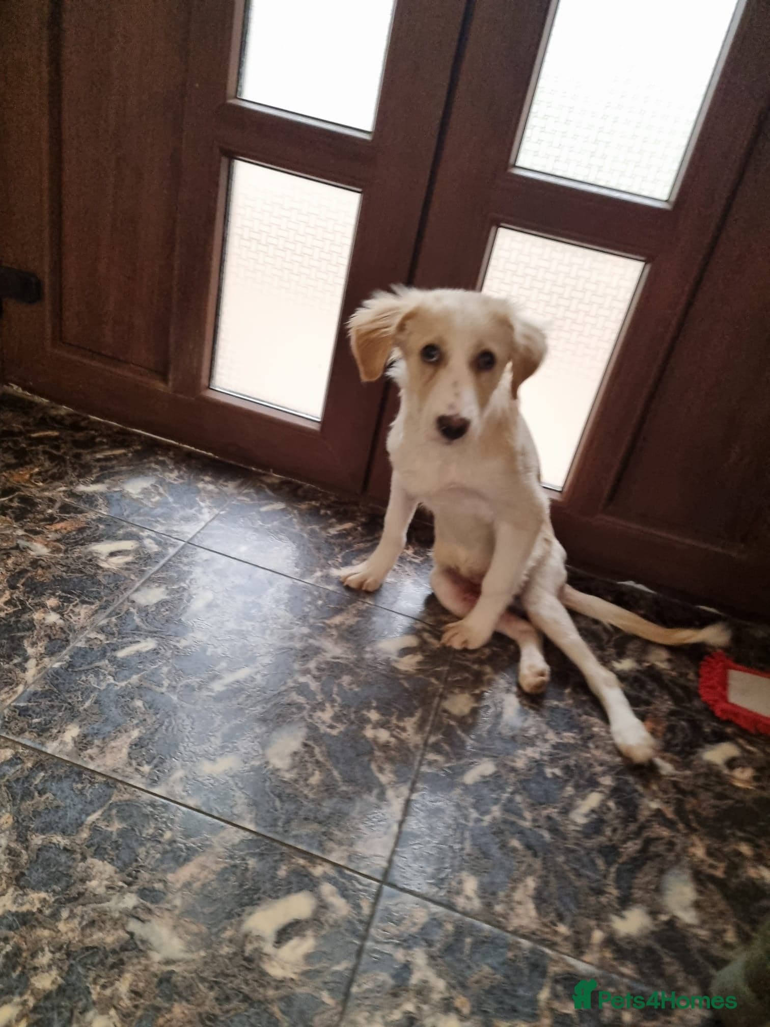 Sweet Little OLAF — Mixed Breed