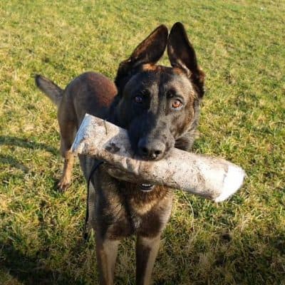 Anton — Malinois