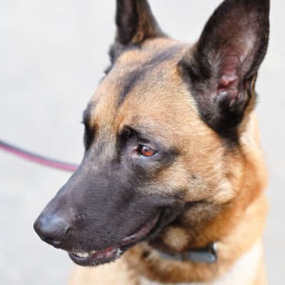 Joker — Malinois
