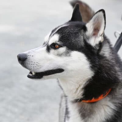 Kolja photo 2