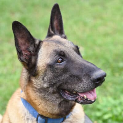 Chido — Malinois