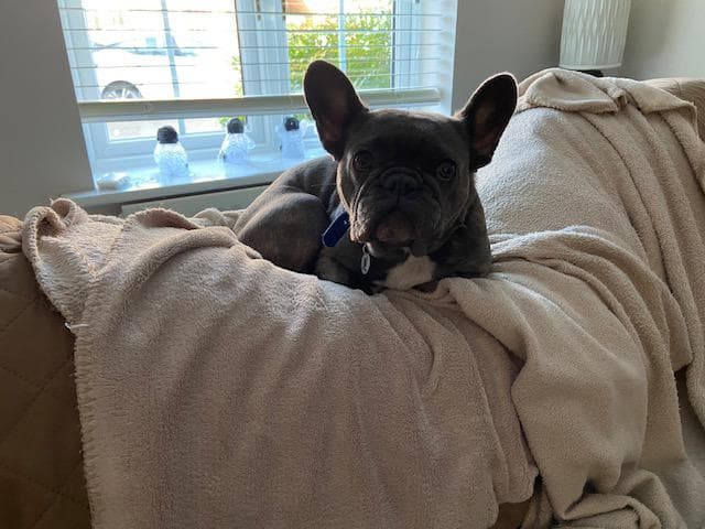 Willow photo 2