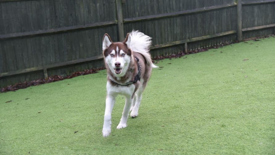 Nala photo 4