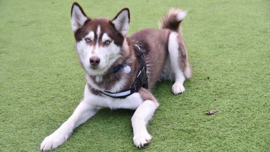 Nala photo 3