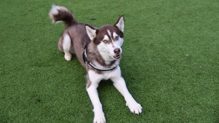 Nala photo 6
