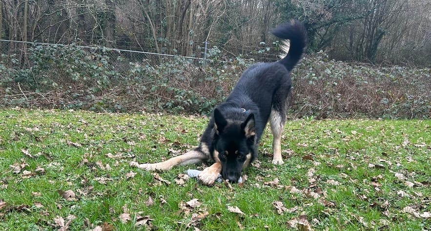 Bruce photo 6