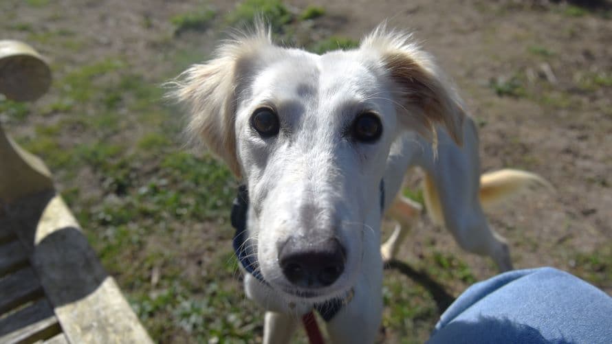 Daisy photo 3