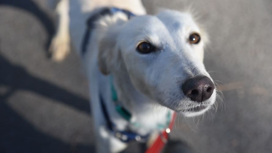 Daisy — Saluki