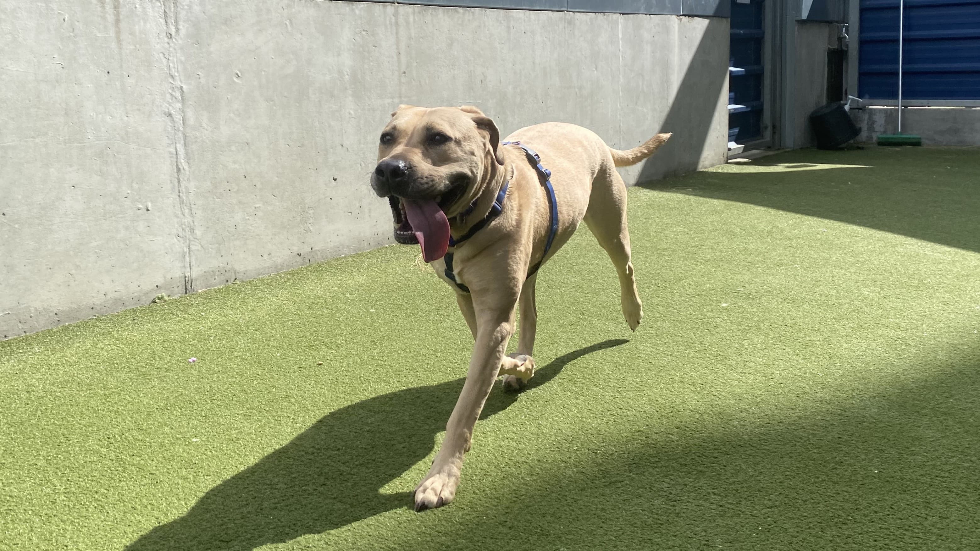 Bella — Reserved