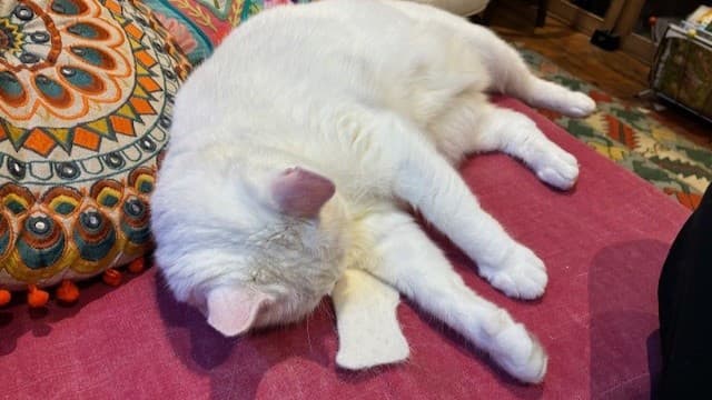 Bao photo 7