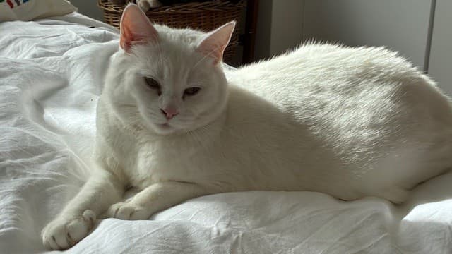 Bao photo 9