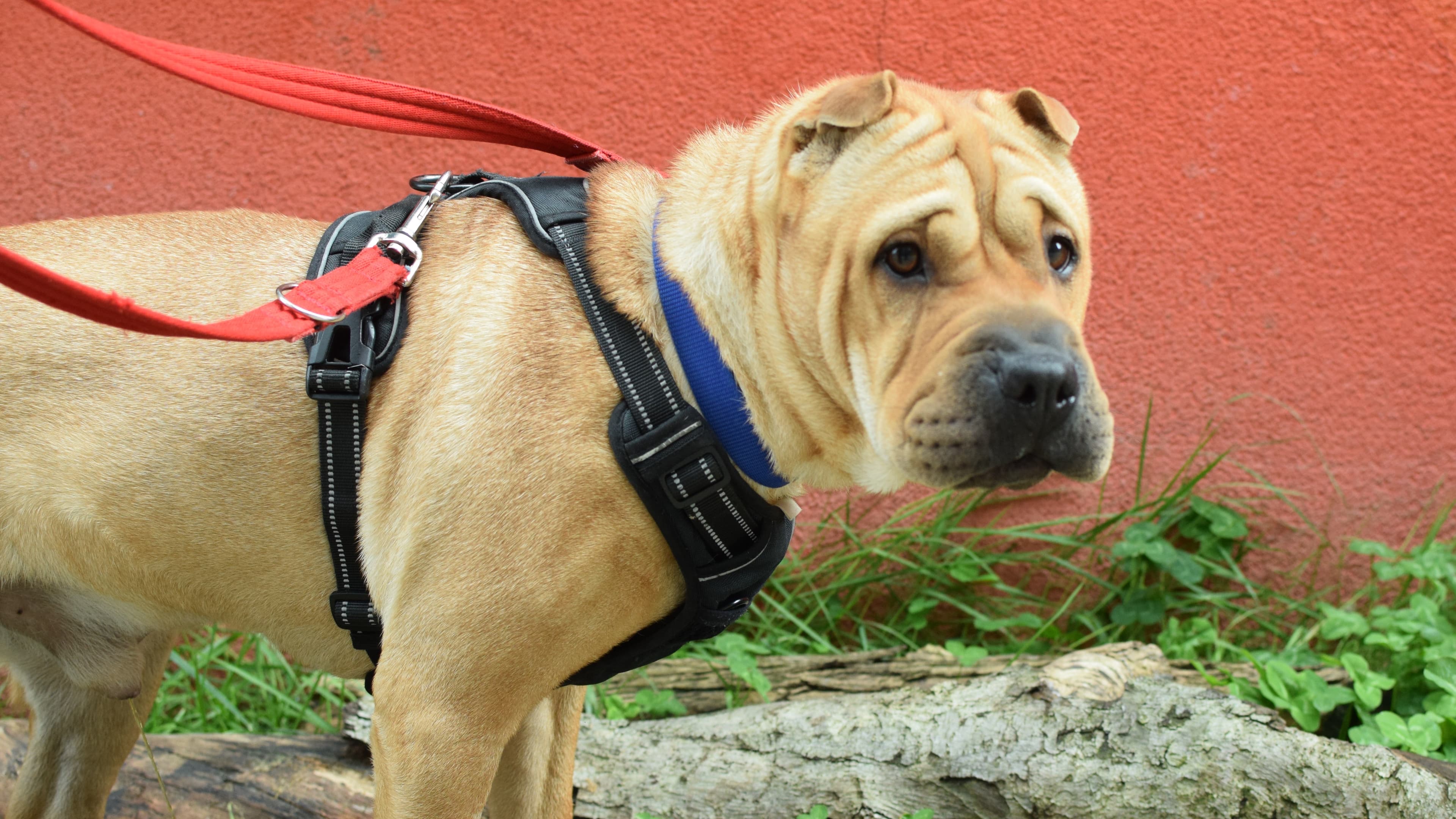 Chase — Shar-pei