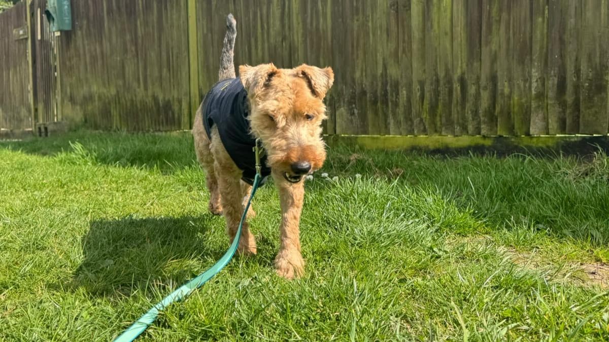 Mitzi photo 5