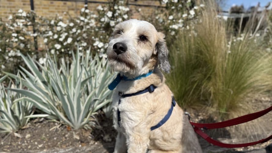 Jasper — Tibetan Terrier