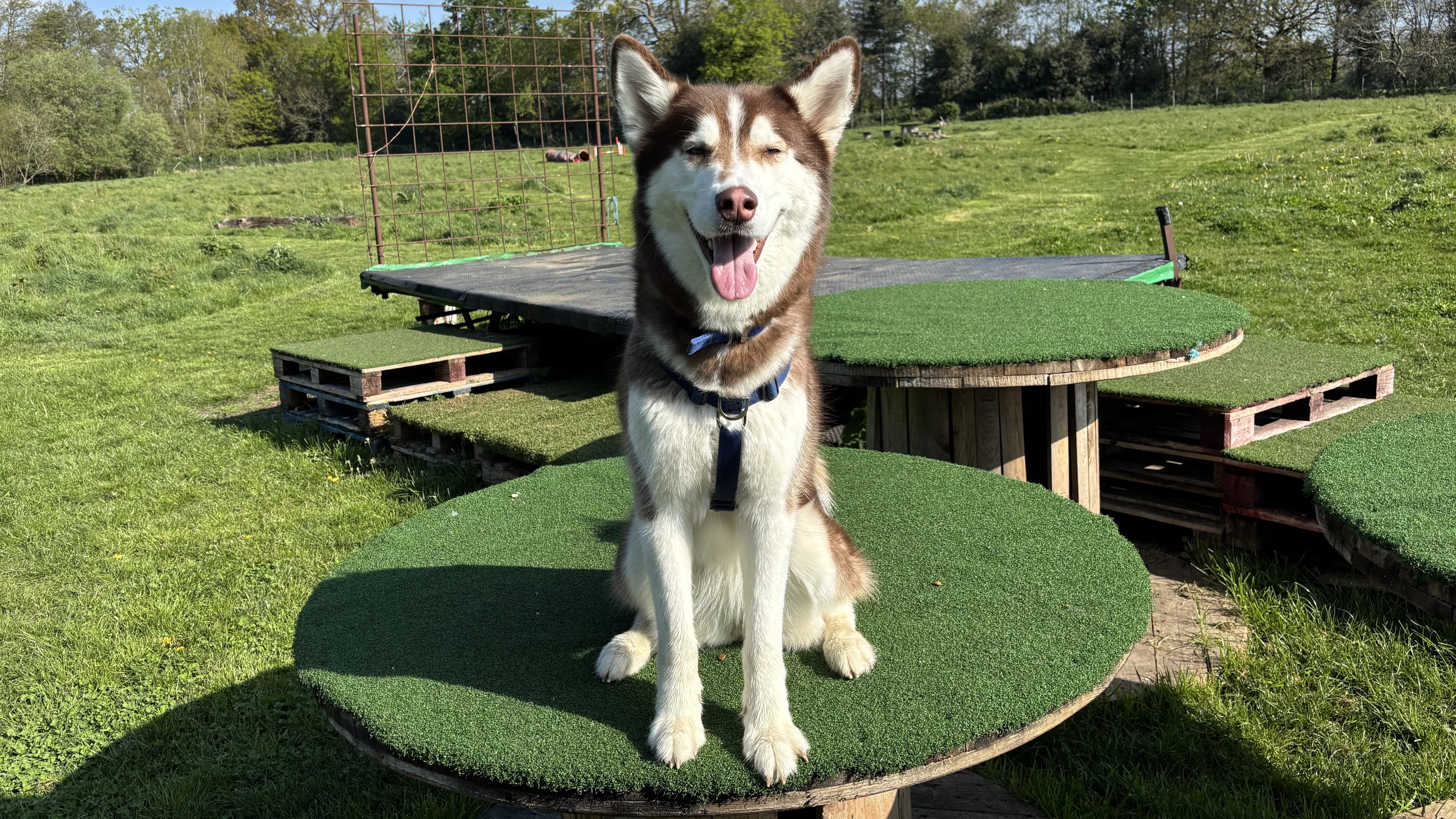 Nala photo 2