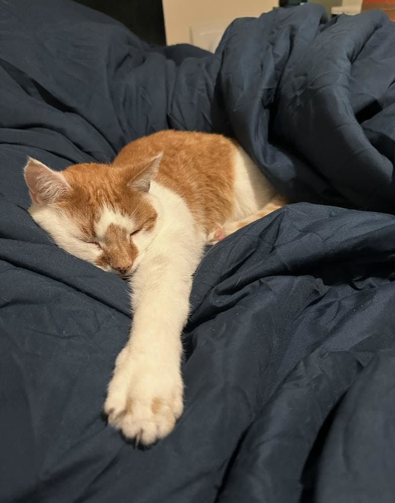 Tigger — Domestic Cat