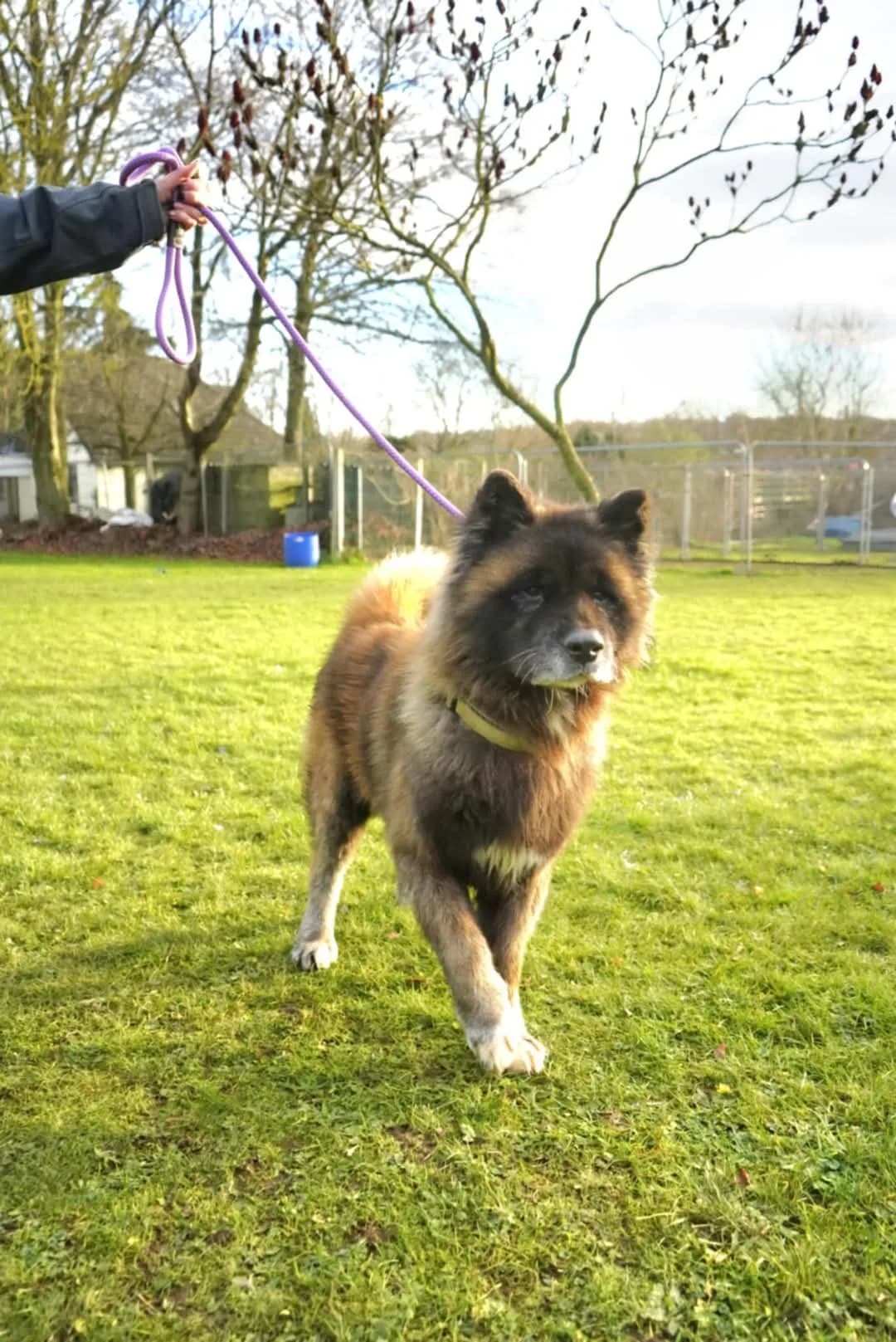 Buster — Akita
