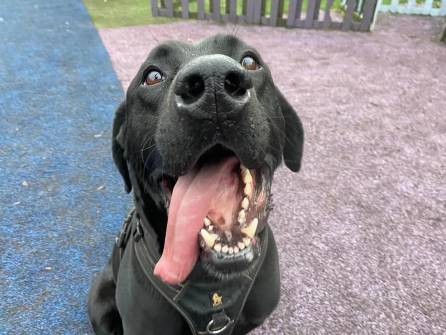 Lenny photo 2