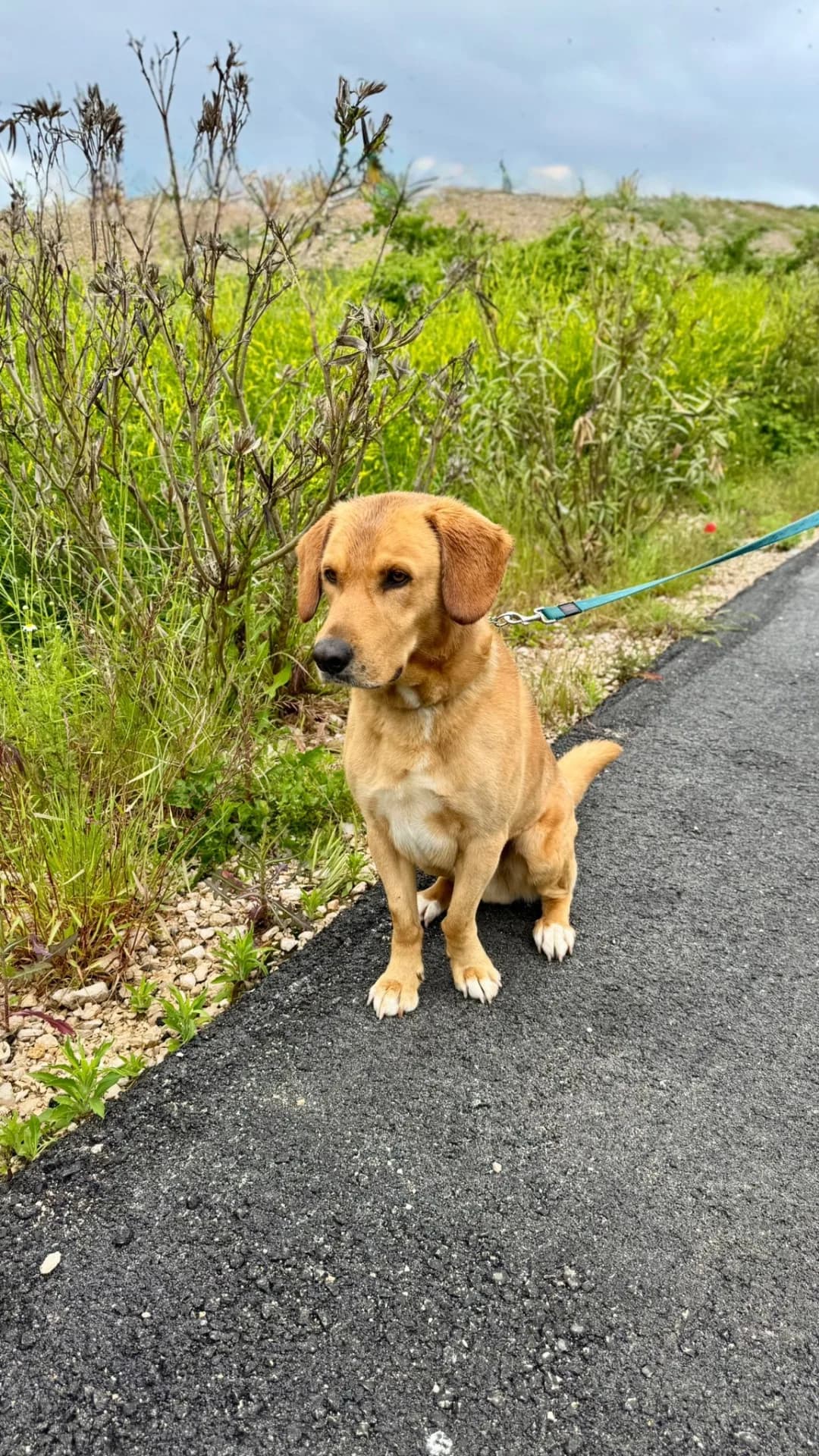 Zeus — Mixed Breed