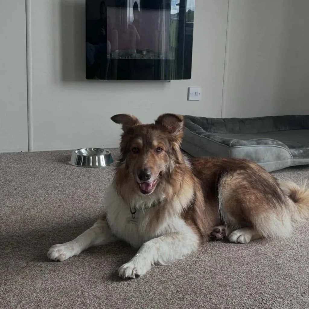 Teddy — Mixed Breed