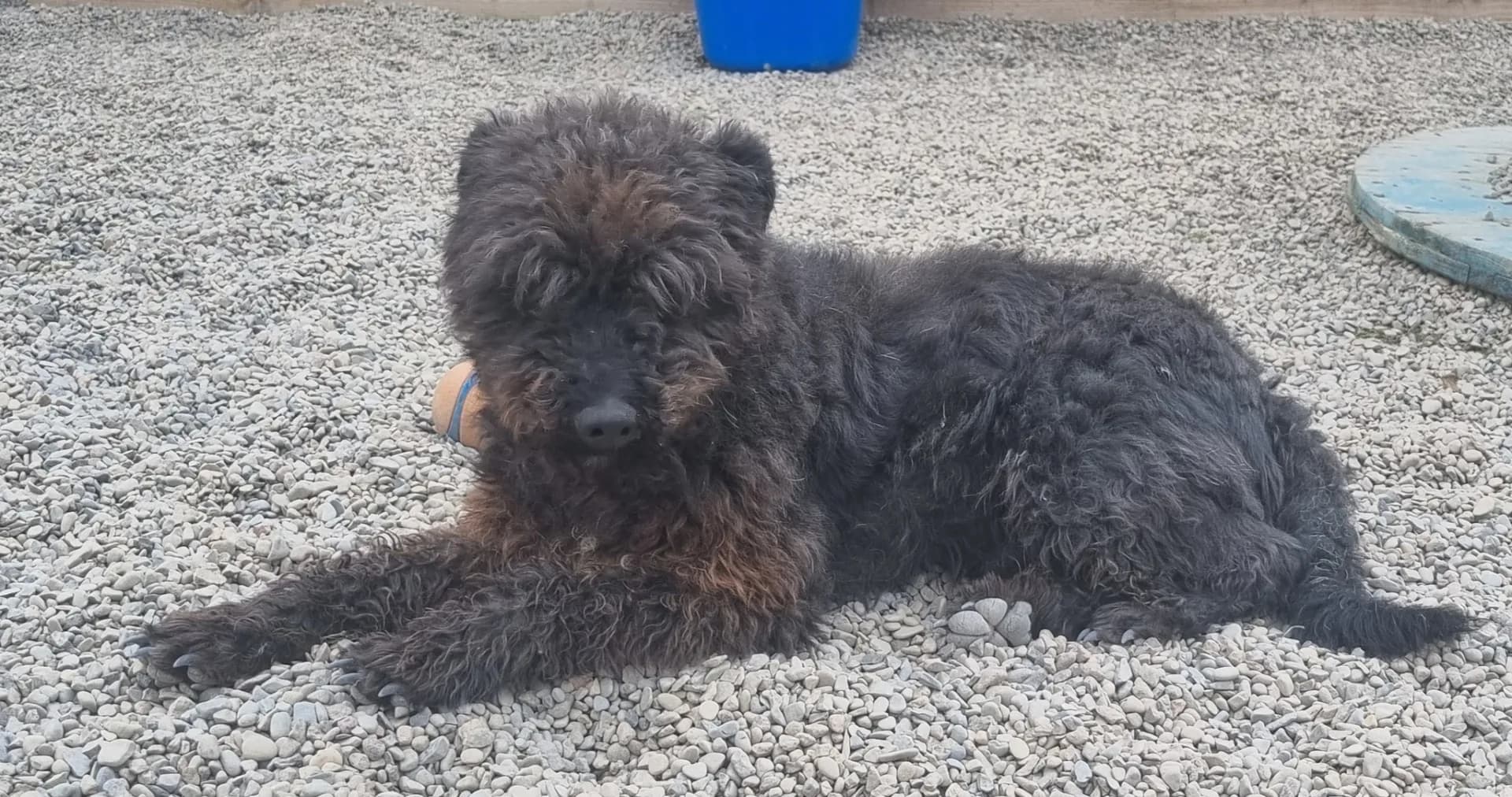 Dave — Mixed Breed