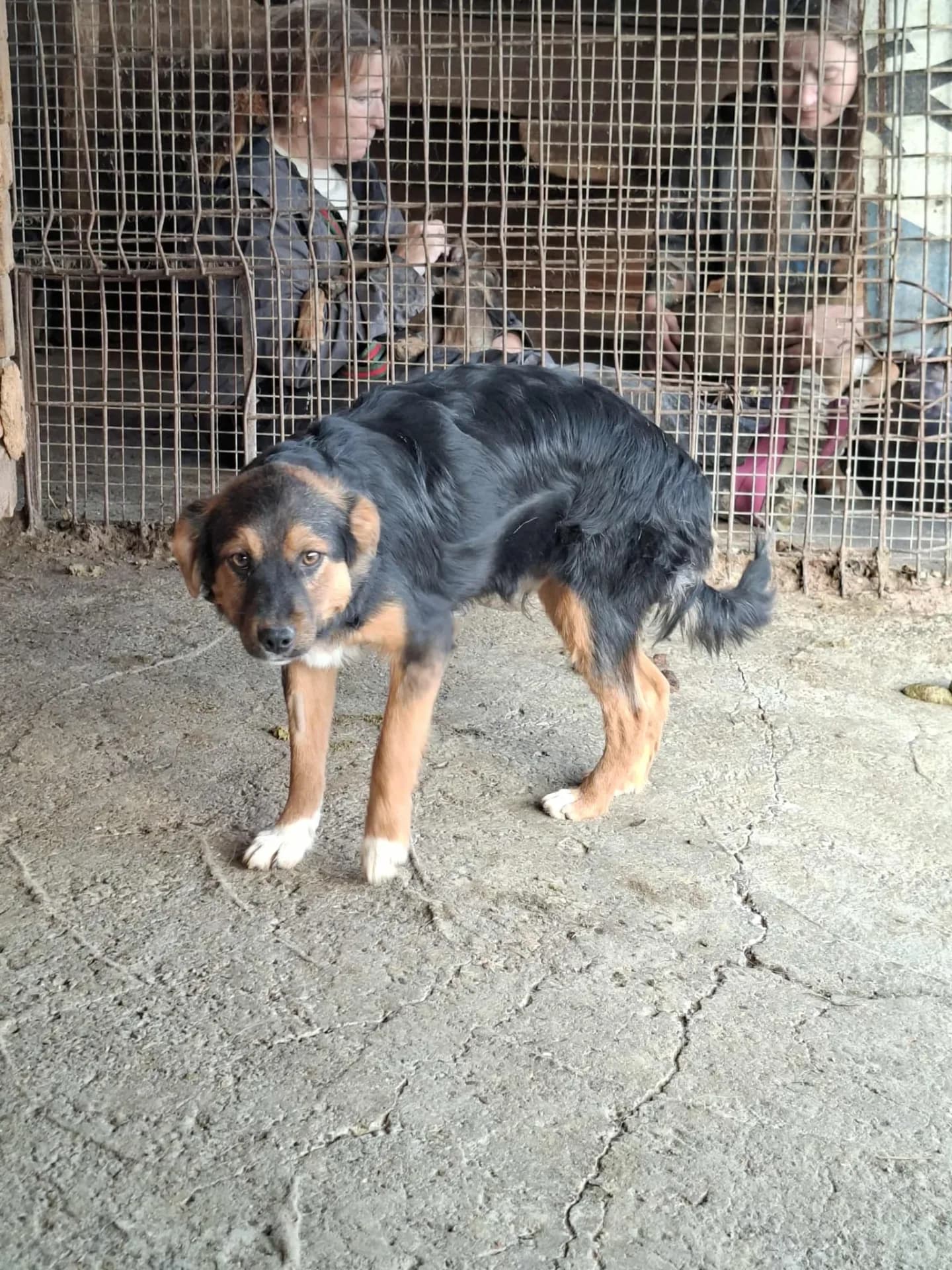 Sherman — Mixed Breed
