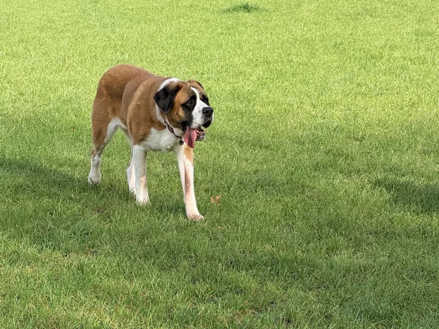 Taz photo 3