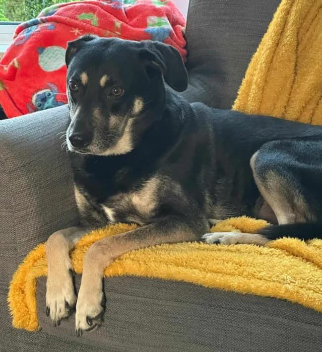 Marvel — Mixed Breed