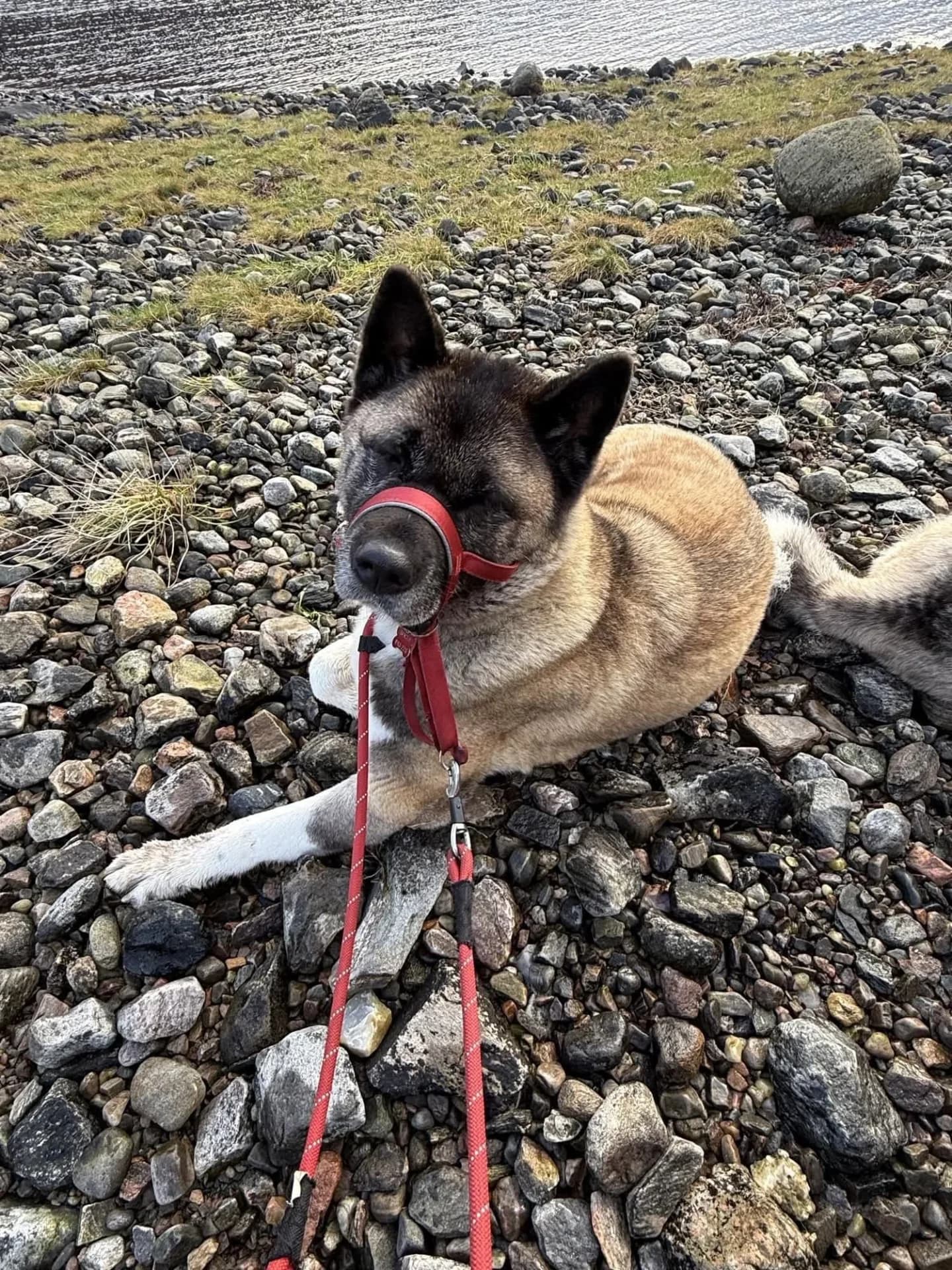 Misty — Akita
