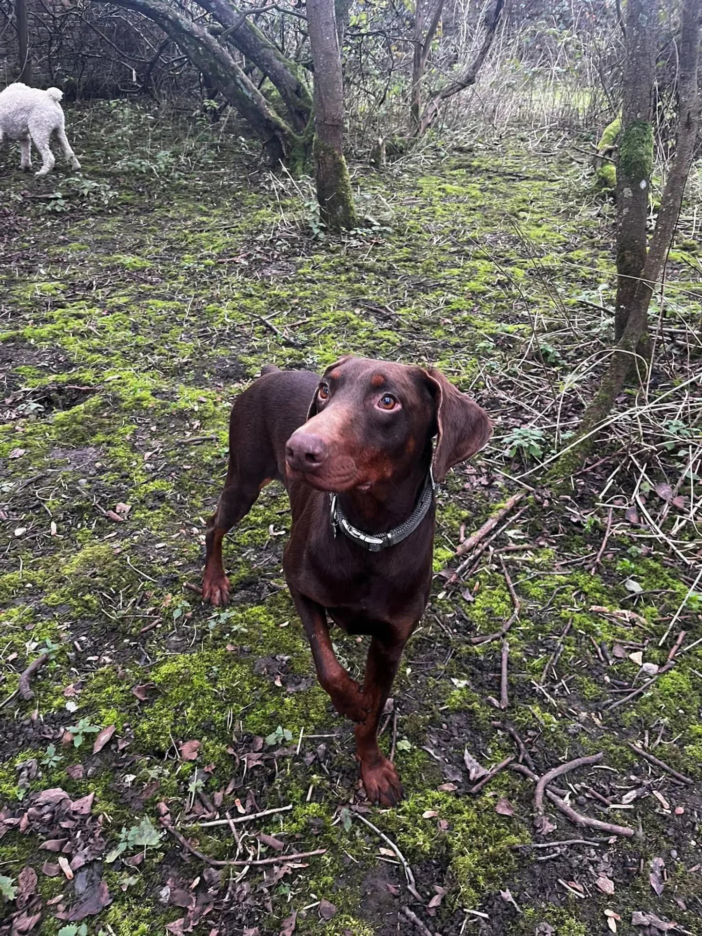 Idris — Dobermann