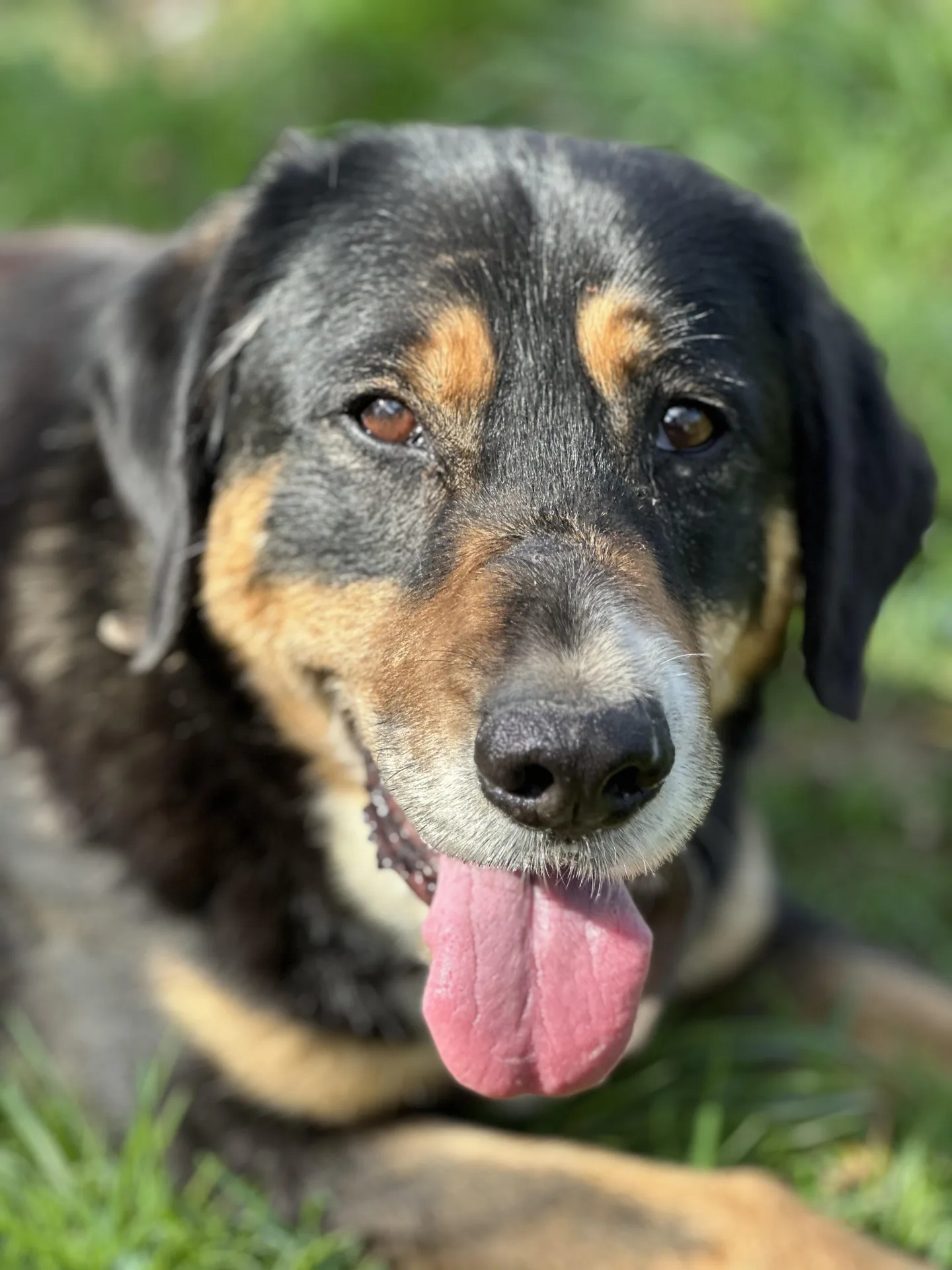 Sam — Mixed Breed
