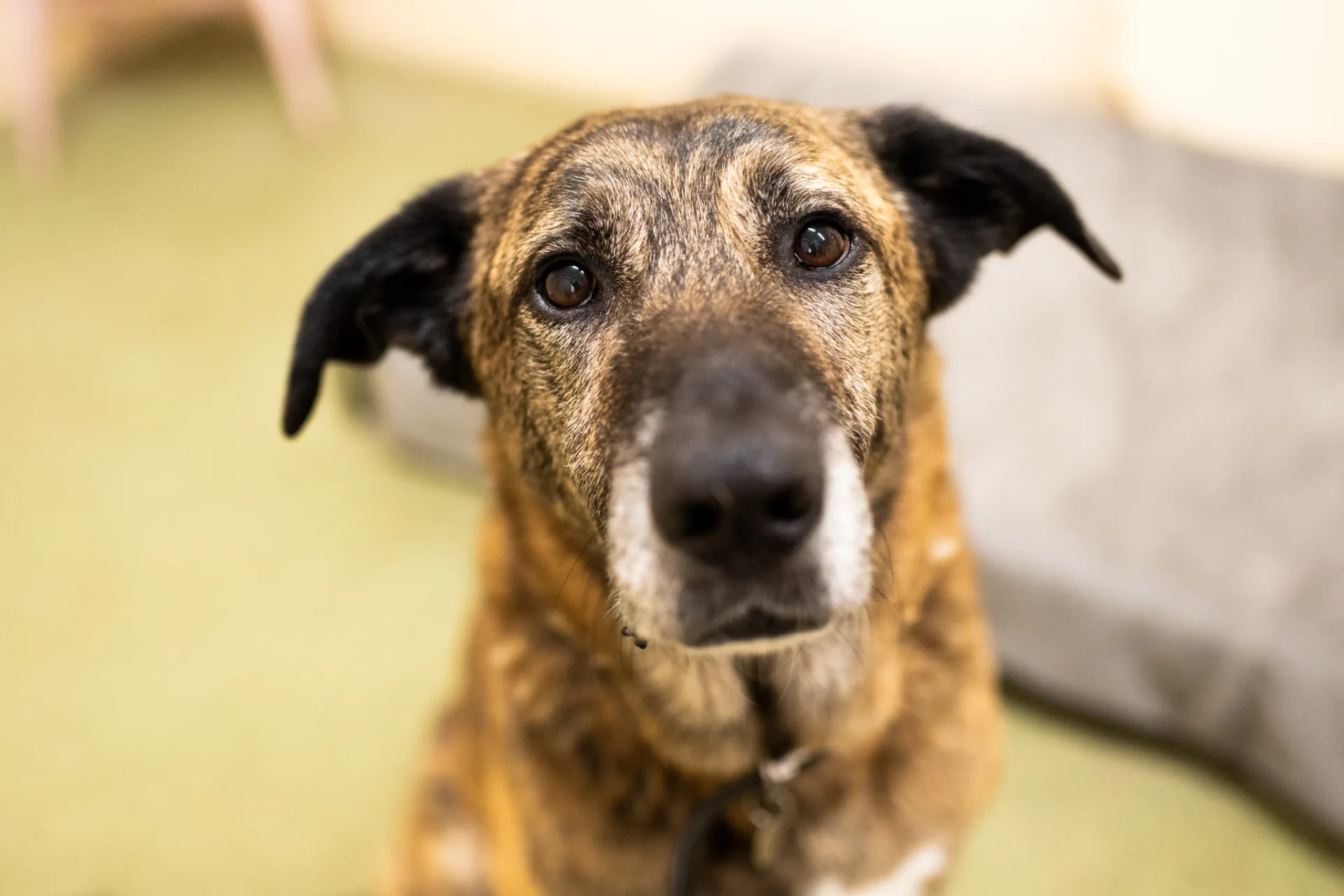Camel — Mixed Breed