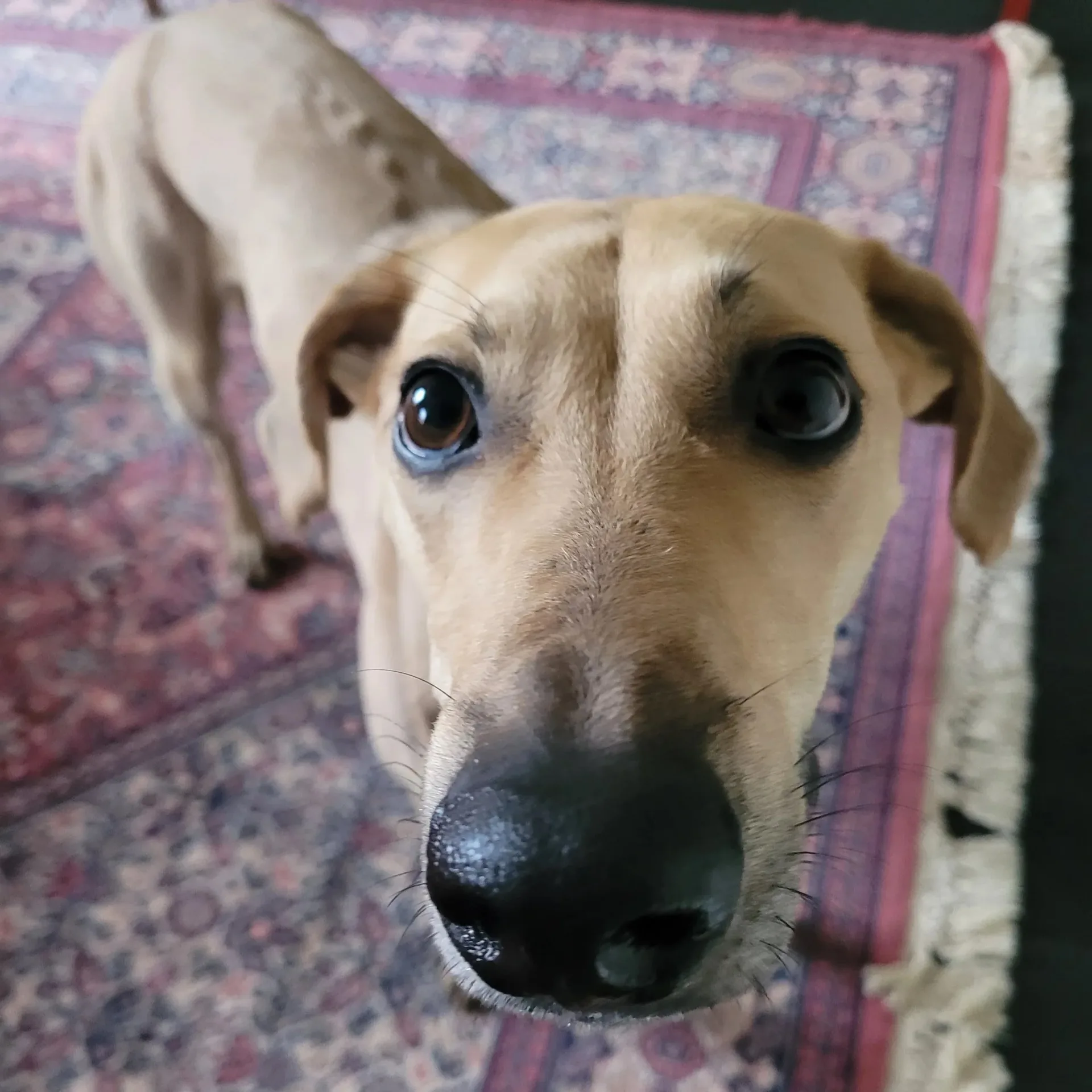 Prince — Lurcher