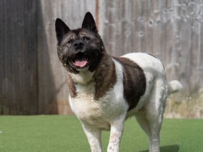 Smokie — Akita