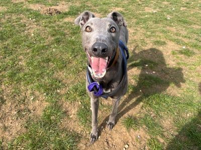 Dec — Greyhound