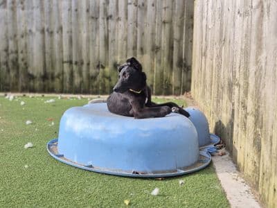 Petal — Lurcher