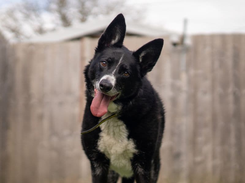 Ollie photo 4