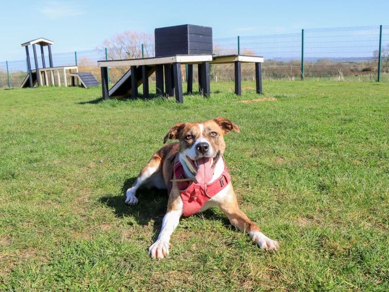 Daisy photo 4