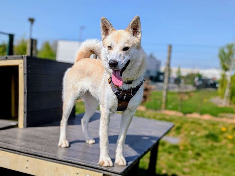 Meeko photo 3