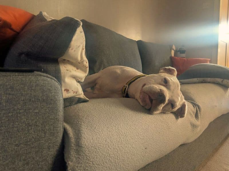 Daisy photo 3