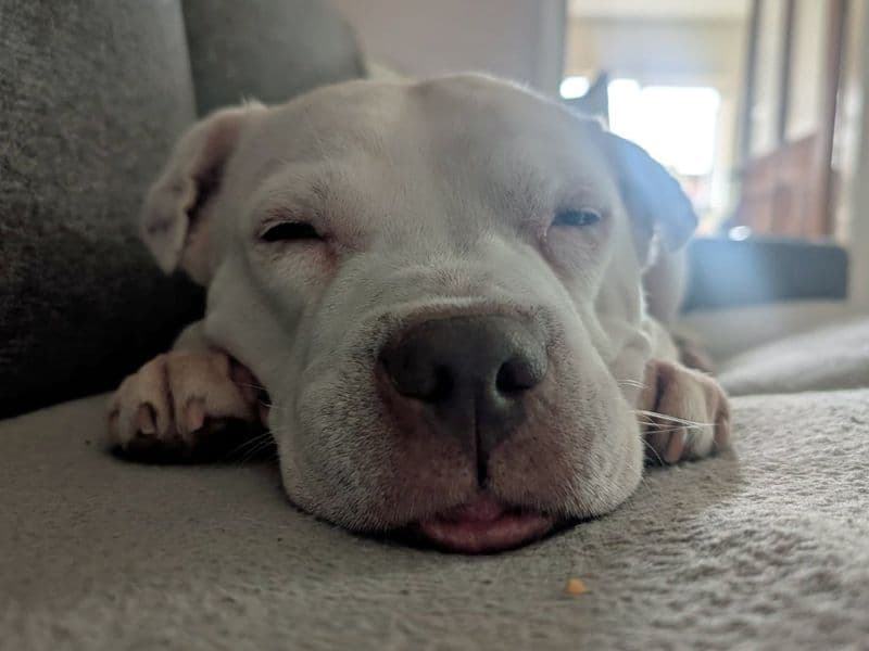 Daisy photo 2