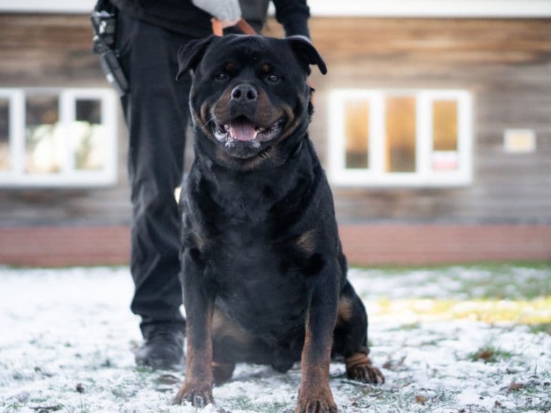 Tyson photo 2