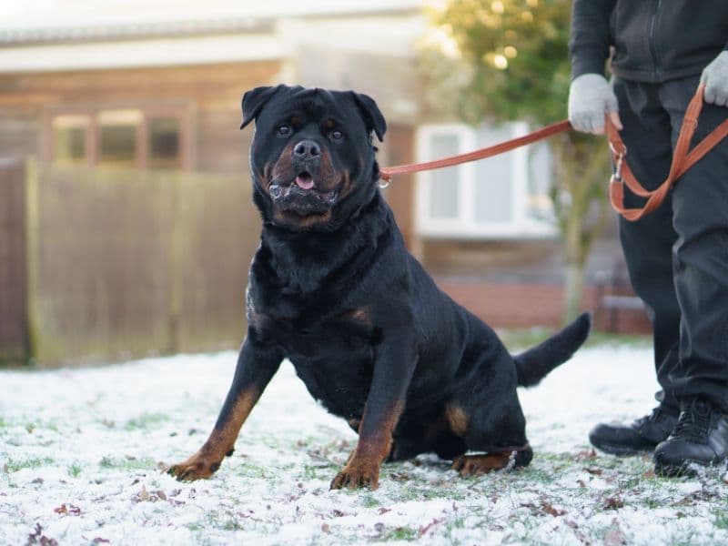 Tyson photo 3