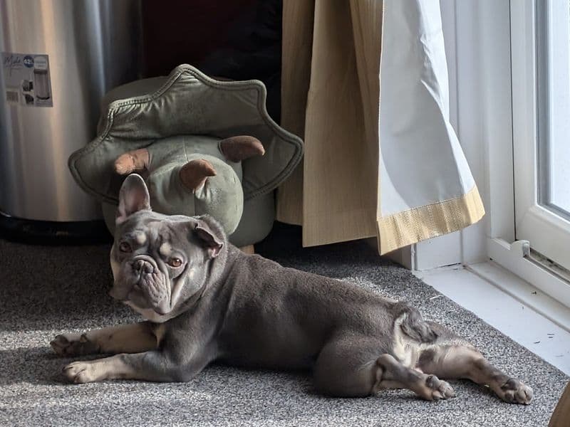 Thor photo 2