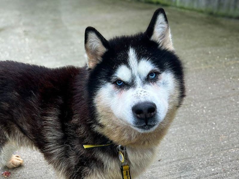 Kaiser photo 2