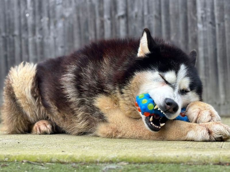 Kaiser photo 3